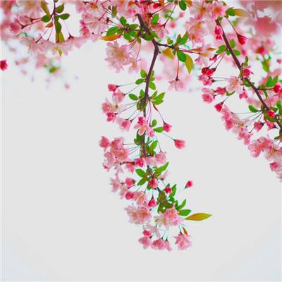 草花清宫无间斗2.0版本下载