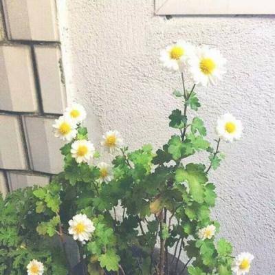 冰雪大作战最新版下载