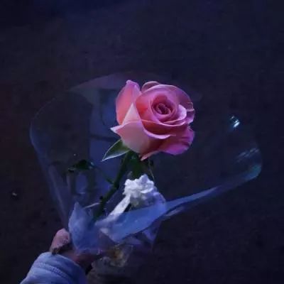 莲花游戏破解版下载